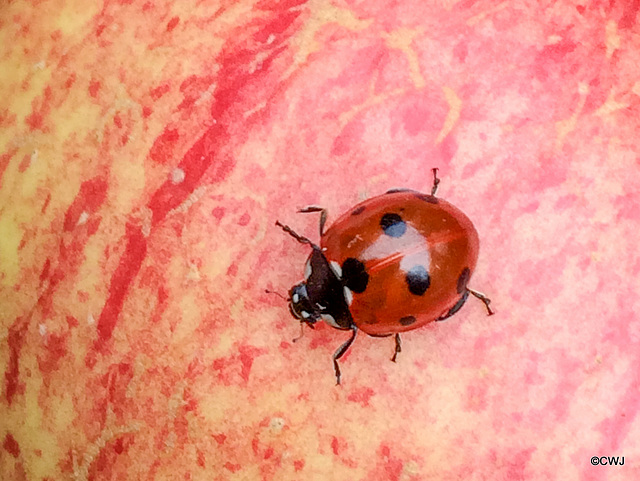 Ladybird exploring an apple