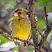 Greenfinch