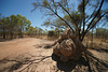 Termite Mound In The Kimberley