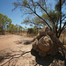 Termite Mound In The Kimberley