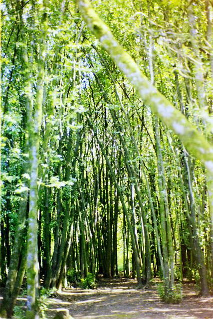 A path though some trees, Oregon 1975