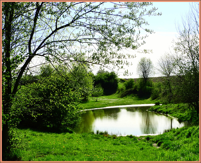 Privet spring pond