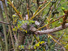 Flechten und Knospen