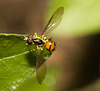 IMG 8198 Hoverfly