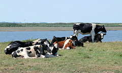 NordSeeKühe