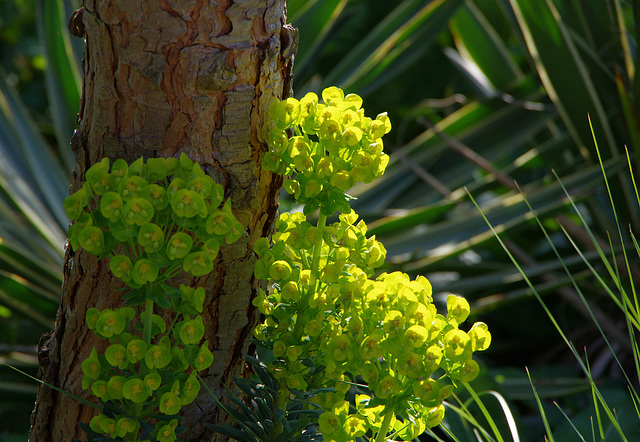 spurge, pine, yucca