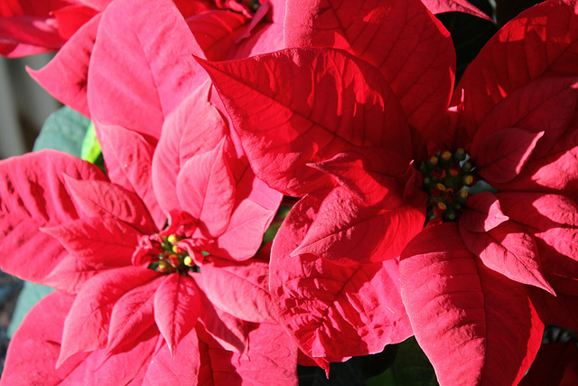 Weihnachtsstern