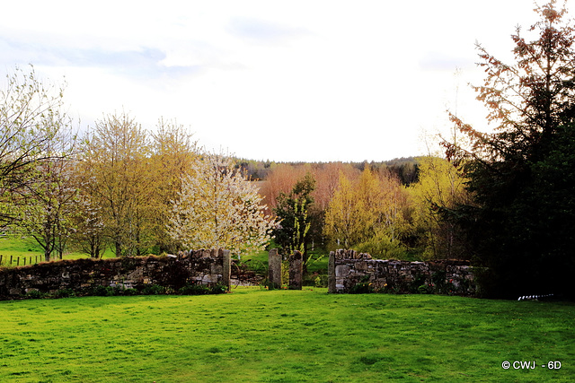 Cherry Blossom in the pond garden - Evening Light