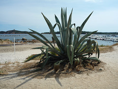 Big Agave