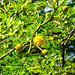 MONACO: Mimosa des quatre saisons (Acacia retinodes Schltr).