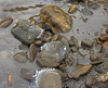 ice on the rocks