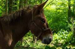 Balade à Alix (Rhône) - mule