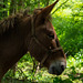 Balade à Alix (Rhône) - mule