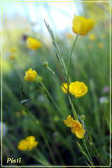 Flower in the meadow