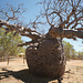 Boab Prison Tree