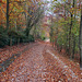 Beech leaves