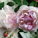 Rosas de mi rosal, 2