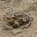 Toad on the path (1 of 2)