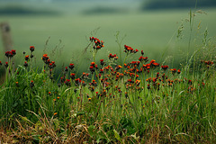 IMG 2234-FHD IMG 2234-FHD