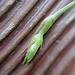 Macro Mondays: Thema "Pflanzentrieb/Spross"