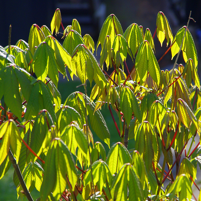 a host of golden