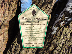 Hinweisschild Maulbeerbaum