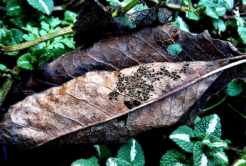 Leaves