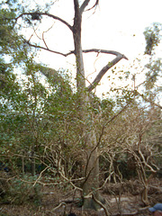 DSCN2052 - paineira Ceiba speciosa, Malvaceae