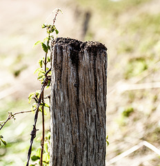 A Fence on Cherhill Down