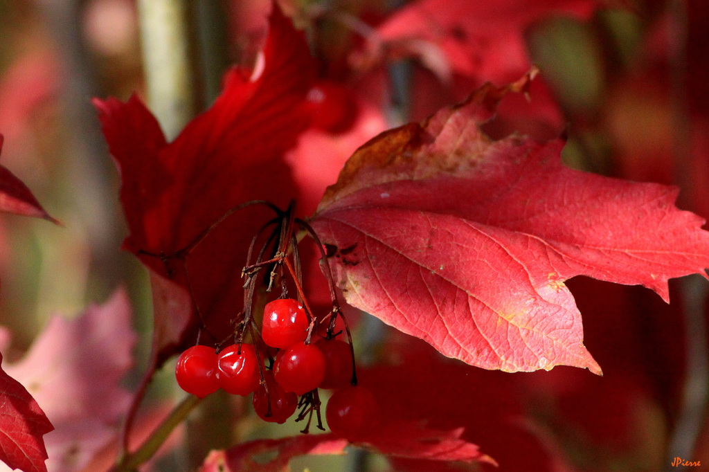 Couleur d'Automne