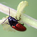 20110519 2972RMw [D~MI] Insekt, Großes Torfmoor, Hille
