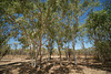 Trees In The Kimberley