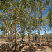 Trees In The Kimberley