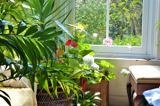 The pink geranium is trying to get out the window