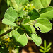 20230531 0482CPw [D~LIP] Kleiner Klee (Trifolium dubium agg), UWZ, Bad Salzuflen