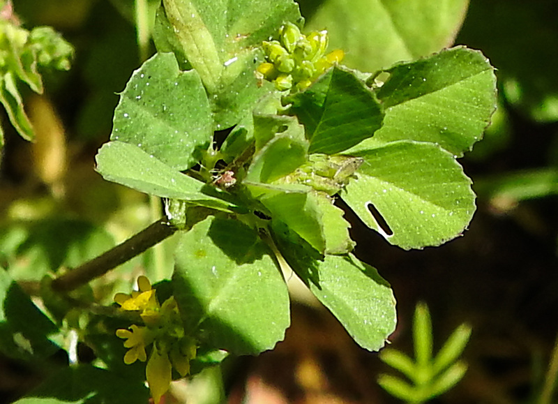 20230531 0482CPw [D~LIP] Kleiner Klee (Trifolium dubium agg), UWZ, Bad Salzuflen