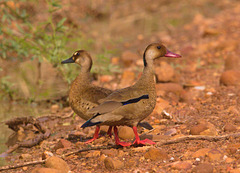 EF7A2636 Ducks-1