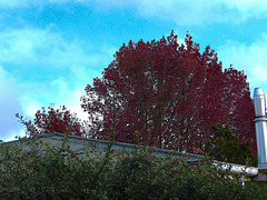 Over Our Hedge Over Our Hedge