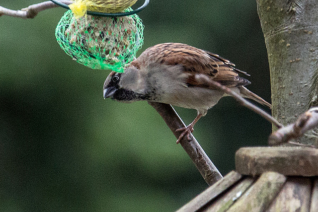 20150119 6522VRAw [D~RI] Haussperling [m] (Passer domesticus), Rinteln