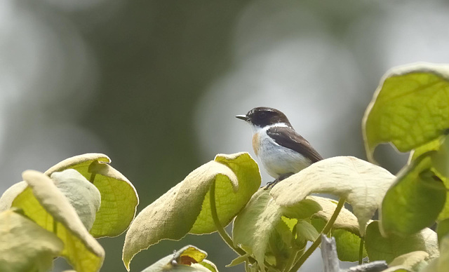 Tec-tec Male Tec-tec Male