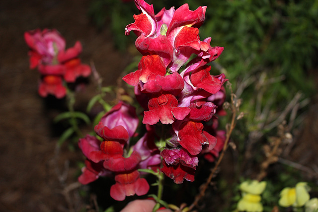 red Snapdragon , night capture...