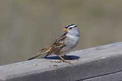 White-crowned Sparrow