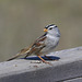 White-crowned Sparrow