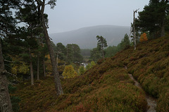 Near Lui Bridge, Braemar