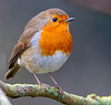 Robin