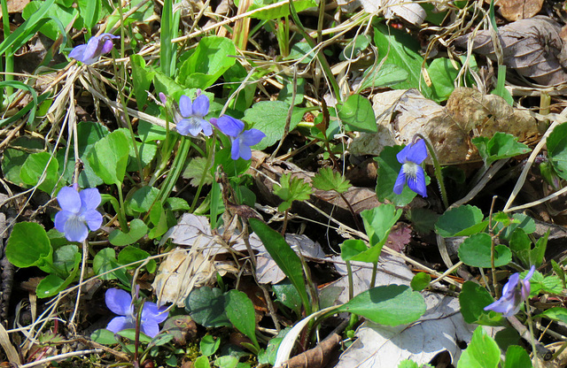 Wood violets, tiny blossoms and fragrant.