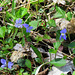 Wood violets, tiny blossoms and fragrant.