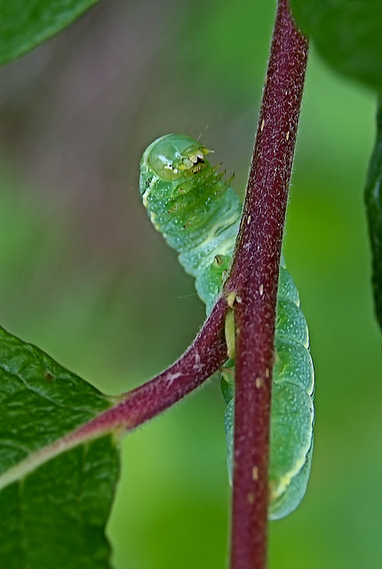 It's the Ken Dodd of the caterpillar world!!!