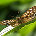 Speckled Wood. Pararge aegeria