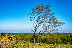 Thurstaston common